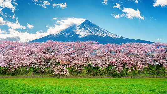 藤山和樱花 在春天 日本火山节日树木观光顶峰花园风景公园场景天空图片