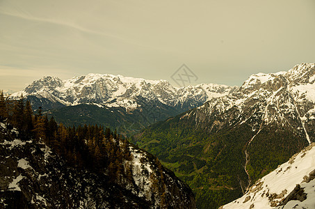 山上有雪 在山顶 有绿林和f木头山峰巅峰绿色风景森林冰川日落山脉日光图片