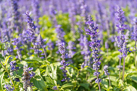 蓝萨维亚花朵在花园中开花植物紫色野花园艺叶子植物群植物学智者蓝色草本植物图片