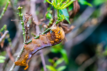 毛虫在树上爬行树叶植物宏观生活种植园花园热带昆虫幼虫漏洞图片
