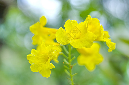 也叫喇叭花盛开夏天高清图片