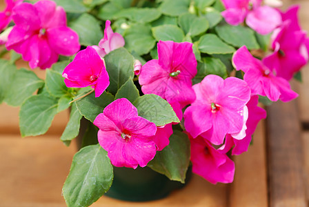 粉红色的不耐人听闻的植物 科学名称热带叶子花瓣植物群植物学衬套灌木园艺晴天环境图片