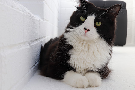 阳台上的黑白猫看起来很不爽图片