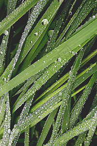 雨后在绿色草地上赛跑 有线自然质地背景植物群植物花园植物学背景图片