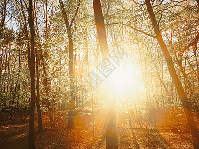 日落或日出时春林地貌奢华叶子季节太阳阳光远足林地森林木头树木图片