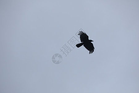 鸟儿在空中飞翔失败传播自由起重机飞行蓝天翅膀鸽子捕食者海鸥图片