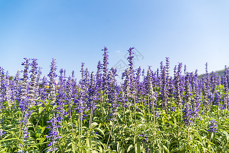 蓝萨维亚花朵在花园中开花智者丹参蓝色草本植物杂草荒野野花园艺植物学叶子图片