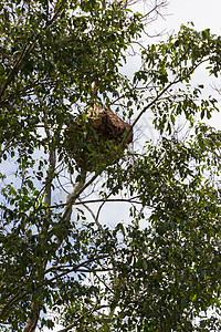 大蜂巢的蜂巢挂在树橡胶枝上 泰国图片