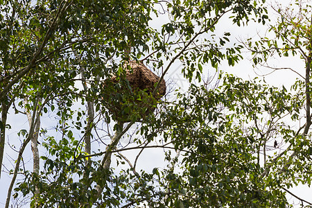 泰国深森林树上黄蜂巢图片