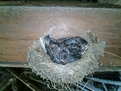 燕子窝和木筏上的小鸡 在棚屋的屋顶上观鸟驯鹿黄喉羽毛野生动物燕子大道女性荒野新生图片