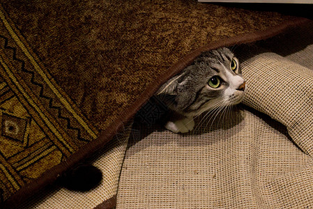 猫藏在地毯下长椅宠物喜悦娱乐胡须失败睡眠乐趣隐藏撒娇图片