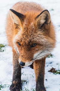 雪中的狐狸眼睛野生动物荒野沙丘太阳动物园橙子犬类警报公园图片