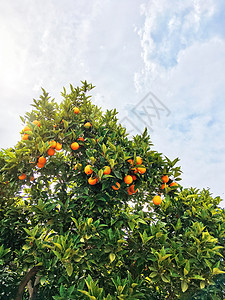 蓝天的橙树 青叶树上的新鲜成熟果实 土耳其Kemer果园水果园图片