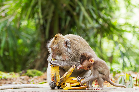 猴子吃香蕉 在乌布德的猴子森林 印度尼西亚巴厘婴儿幼兽木头按摩丛林毛皮乌布食物夫妻哺乳动物图片