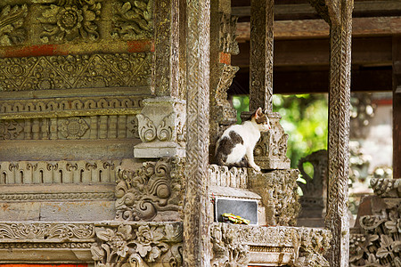 Taman Ayun 寺庙里的猫 是孟圭帝国的一座皇家寺庙 印度尼西亚巴厘岛小猫建筑学历史哺乳动物雕塑古董旅游流浪宝塔动物图片