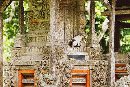 Taman Ayun 寺庙里的猫 是孟圭帝国的一座皇家寺庙 印度尼西亚巴厘岛观光小猫崇拜旅行旅游哺乳动物石头动物地标流浪图片