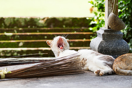 在Taman Ayun寺庙里 一只大猫打哈欠 印度尼西亚巴厘岛孟圭帝国的皇家寺庙图片