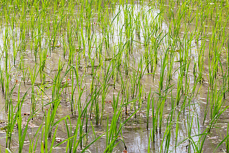 稻田 绿种米 柬埔寨植物绿色粮食病菌农业村庄晴天活力场景旅行图片