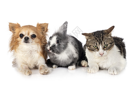 矮兔子 吉华花和猫宠物小猫团体朋友们工作室野猫小狗灰色动物流浪猫图片