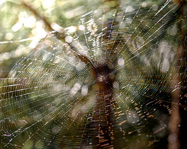 阳光中的蜘蛛网昆虫动物丝绸野生动物宏观蛛网背景陷阱网络森林图片