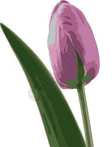 在自然中特写郁金香花园植物花束花瓣植物群礼物叶子紫色季节庆典图片