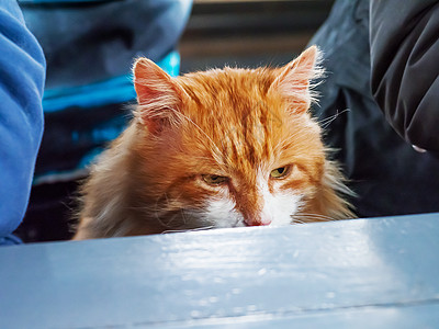 饿得要命的姜猫跟人一起坐在桌子上图片