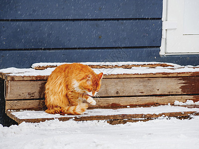 在户外木门廊上舔小青蛙猫 冬季背景和流浪动物一起下雪图片