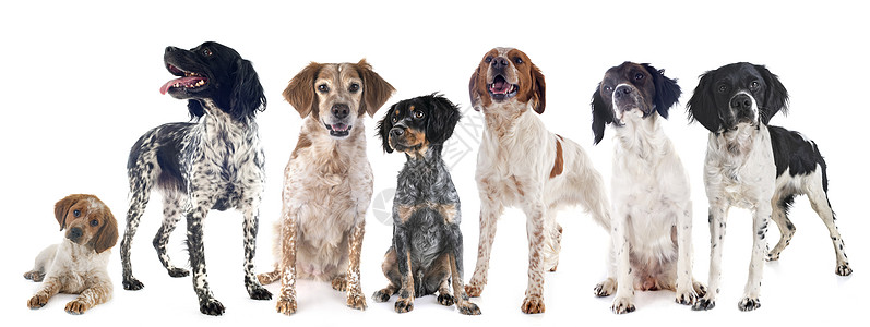 演播室的布丁犬宠物猎犬动物棕色黑色团体猎狗工作室小狗图片