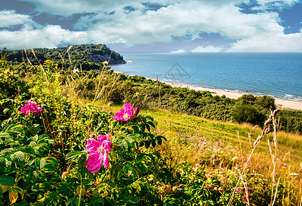 玫瑰海岸夏天的天气景色令人愉快天空旅行晴天树木支撑海岸荒野阳光蓝色岩石背景