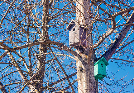两座木鸟屋在一棵树上图片