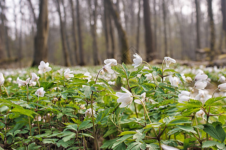 森林中美丽的野白花娱乐荒野森林白头翁花瓣季节叶子植物场景野花图片