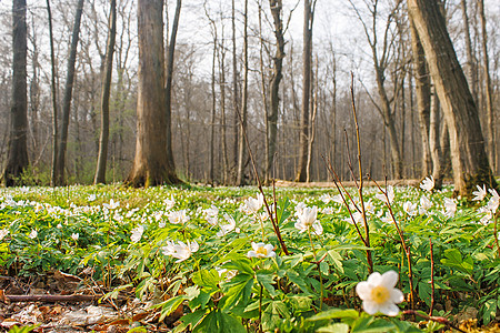 森林中美丽的野白花生活活力环境地毯花瓣荒野季节白头翁林地植物图片