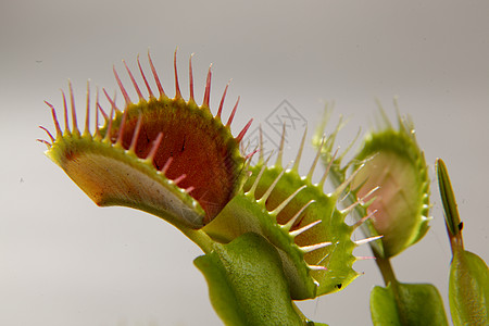 食用植物Dioonea 金星捕蝇装置叶子昆虫树叶插图销售园艺美食家庭蝇类植物图片