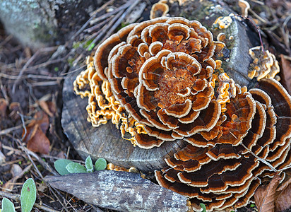秋天的旧树桩上长着鲜橙色的蘑菇美食荒野褪色多孔生长森林孢子懒虫小鸡植物群背景图片