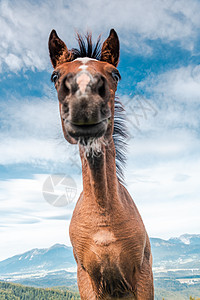 有趣的脸马头肖像 独特的视角哺乳动物板栗草地马术自由天空场地绿色棕色乡村图片