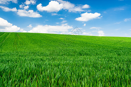 绿小麦或青麦或青草和蓝天空 带云国家旅行农村爬坡小麦绿色天空季节场景场地图片