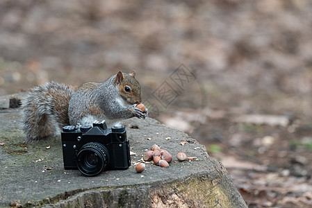 灰松鼠在旧相机附近吃花生荒野松鼠公园野生动物坚果森林眼睛动物群动物生物图片