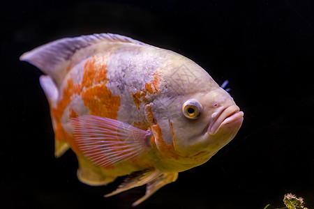 水族馆中丰富多彩的热带鱼类水路盐水潜水热带鱼情调游泳海洋学尾巴藻类生物学图片