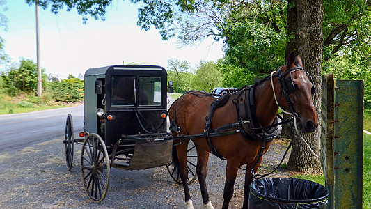 阿米西马和马车合起来等待风景旅行马具农场街道农村农业场地运输车轮图片