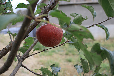 红成熟的苹果挂在树枝上健康饮食农业收成植物收获食物生长晴天花园果园图片