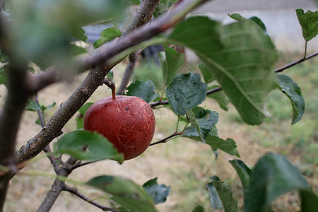 红成熟的苹果挂在树枝上晴天生长花园水果健康饮食农场植物收获农业收成图片