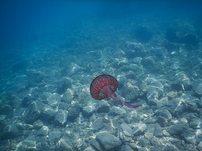 意大利利古里海的粉红水母水螅游泳野生动物海洋蓝色动物粉色生物微生物假期图片