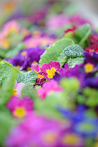 春天的报春花紫色公园背景奶油康复青菜药店花园地毯花朵图片