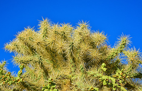 脊椎骨架 背景胭脂红异国圆锥花花园公园干旱沙漠植物群植被植物学图片