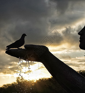 鸽子坐在雕像的臂膀上 在日落的背景图片
