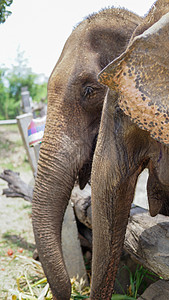 在泰国清迈省 Mae Tang 的大象护理保护区 大象以甘蔗和竹子为食时 大象的树干特写濒危环境眼泪野生动物耳朵孤儿院成人动物哺图片