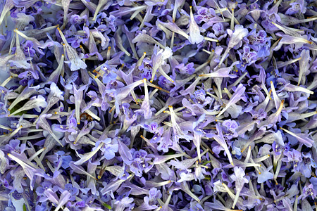 紫色花朵的潮流海德瑞萨灵芝草本植物荒野植物脑溢血场地大部分蓝色猫脚外邦图片