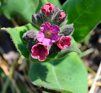常见肺脏荒野植物群花园草本植物花朵紫色肺病收藏宏观植物学图片