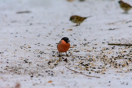 冬天的森林鸟类在饲料附近栖息荒野环境粮食种子野生动物麻雀翅膀生物学尾巴动物群图片