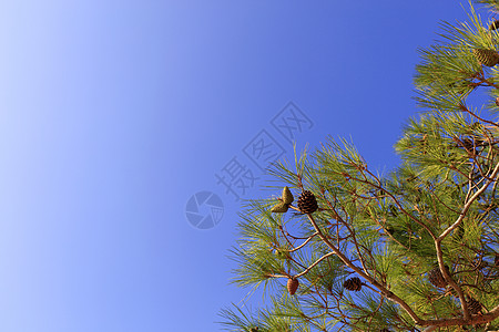 蓝色的天空与甜瓜交织着一枝梅地大海的树枝季节云杉植物学植物生长松树松果晴天针叶公园图片
